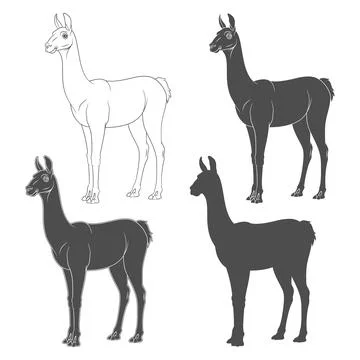 Set of black and white illustrations with shorn llama, alpaca Stock Illustration