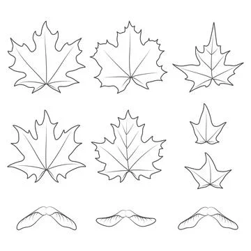 Set of black and white illustrations with maple leaves and seeds Stock Illustration