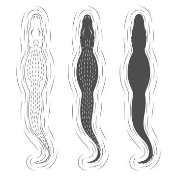 Set of black and white illustrations with swimming crocodile Stock Illustration