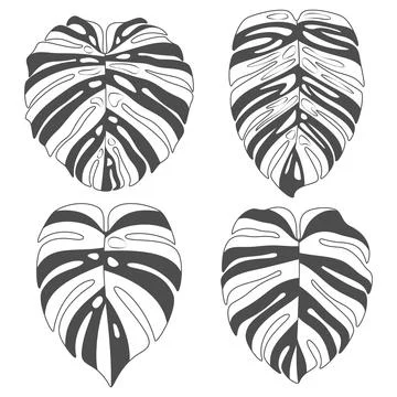 Set of black and white illustrations with monstera creeper plant leaves Stock Illustration