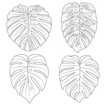 Set of black and white illustrations with monstera creeper plant leaves Stock Illustration
