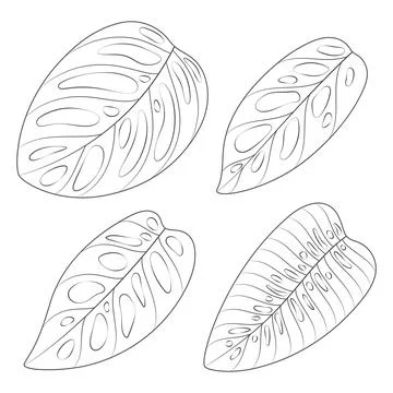 Set of black and white illustrations with monstera creeper plant leaves Stock Illustration