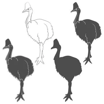 Set of black and white illustrations with cassowary bird, casuarius Stock Illustration