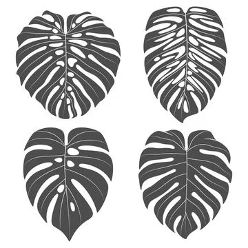 Set of black and white illustrations with monstera creeper plant leaves Stock Illustration