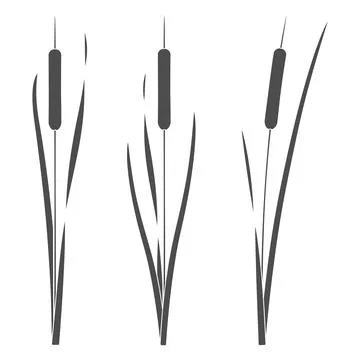 Set of black and white illustrations with cattails, reeds Stock Illustration