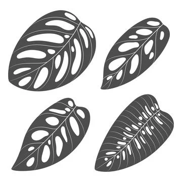 Set of black and white illustrations with monstera creeper plant leaves Stock Illustration