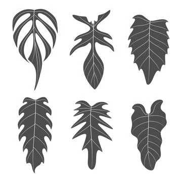 Set of black and white illustrations with monstera creeper plant leaves Stock Illustration