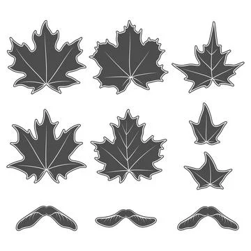 Set of black and white illustrations with maple leaves and seeds Stock Illustration