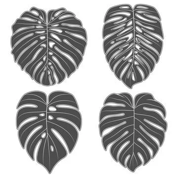 Set of black and white illustrations with monstera creeper plant leaves Stock Illustration