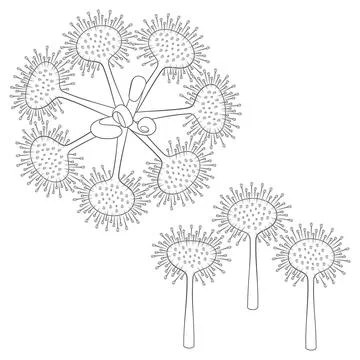 Set of black and white illustrations sundew, drosera plants Stock Illustration