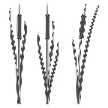 Set of black and white illustrations with cattails, reeds Stock Illustration