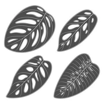 Set of black and white illustrations with monstera creeper plant leaves Stock Illustration