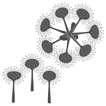 Set of black and white illustrations drosera, sundew plants Stock Illustration