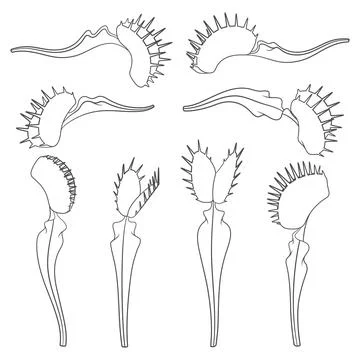 Set of black and white illustrations of venus flytrap Stock Illustration