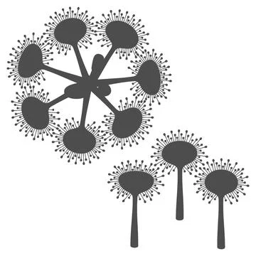 Set of black and white illustrations drosera, sundew plants Stock Illustration