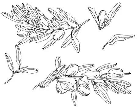 Set of black and white olive branches Stock Illustration