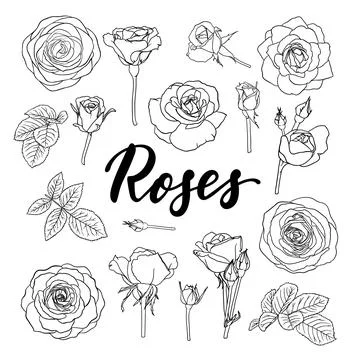 Set of black and white outline roses, buds and leaves. Floral contour isola.. Stock Illustration