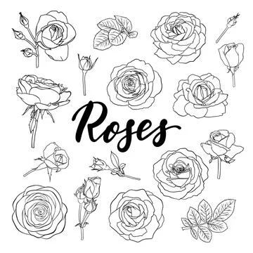 Set of black and white outline roses, buds and leaves. Floral contour isola.. Stock Illustration