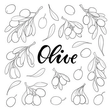 Set of black and white outline Olive branch with leaves and olives isolated.. Stock Illustration