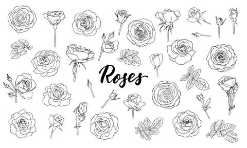 Set of black and white outline roses, buds and leaves. Floral contour isola.. Stock Illustration