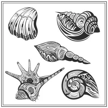 Set black and white seashells Stock Illustration