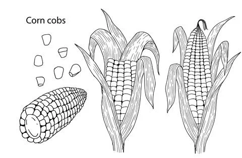 A set of black and white vector illustrations of corn cobs, whole and broken on Stock Illustration