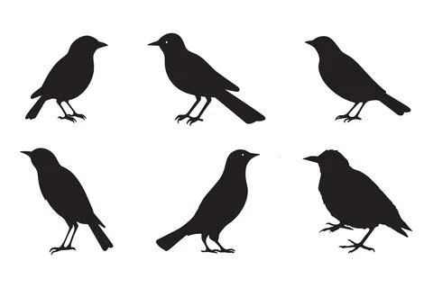 Set of black bird silhouettes. Vector elements for design. Stock Illustration