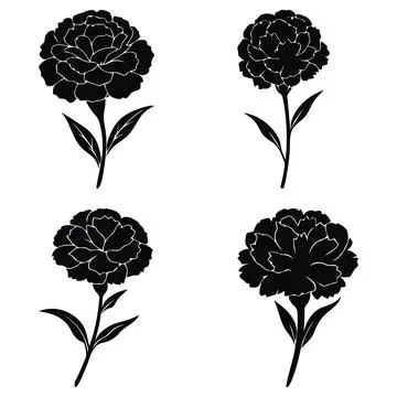 Set black carnation flowers on a white background Stock Illustration