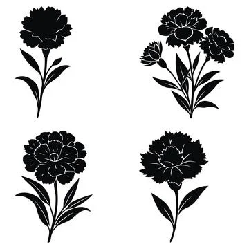 Set black dianthus flower on white background Stock Illustration