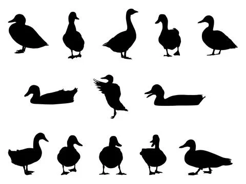 Set of black duck silhouettes vector illustration Illustrazione stock