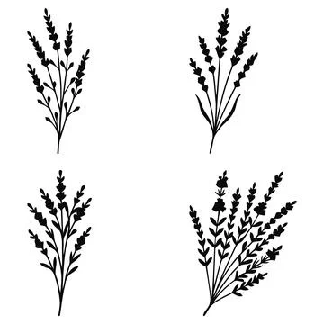 Set black lavender sprigs on a white background Stock Illustration
