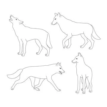 Set of black outline wolves. Isolated black line wolves on white background.  Stock Illustration