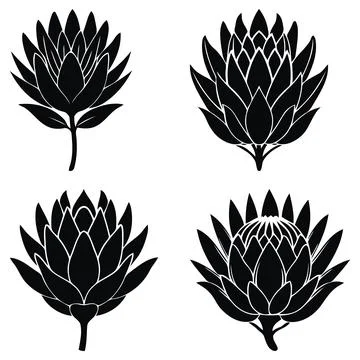 Set black protea flower vector illustrations art Stock Illustration