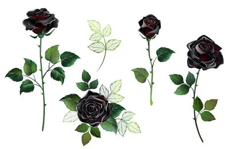Set of black roses Stock Illustration