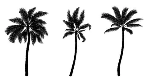 Set of black vector palm. Hand drawn trees. Stock Illustration