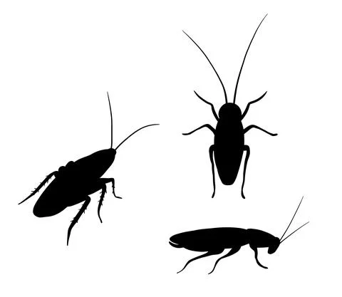 Set of black vector silhouette cockroach isolated on white. Top and side view. Stock Illustration