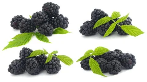 Set of blackberries with leaves Stock Photos