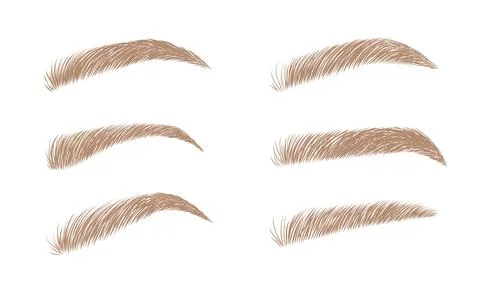 Set of blonde eyebrows in different shapes. Linear vector Illustration in trendy Stock Illustration