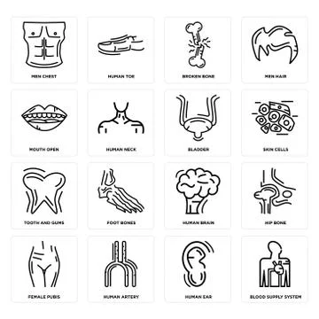 Set of Blood Supply System, Human Ear, Female Pubis, Brain, Tooth and Gums, B Free Stock Illustration