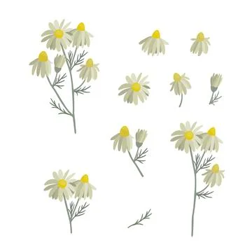 Set of blooming chamomile. Wild planet, flowers. Stock Illustration