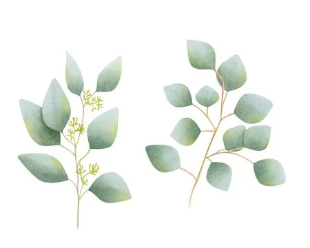 Set of blooming eucalyptus branches isolated. Watercolor botanical illustrati Stock Illustration