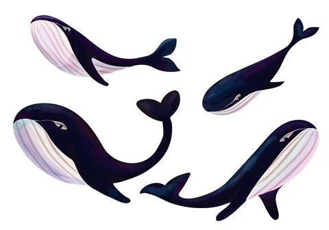Set of blue whales. Vector art, isolated on white background. Ocean fauna. Stock Illustration