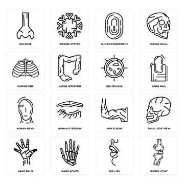 Set of Bones Joint, Big Lips, Hand Palm, Men Elbow, Human Head, Cellule, Ribs Selección de ilustraciones gratis