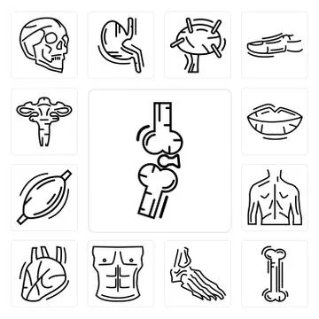 Set of Bones Joint, Human Bone, Foot Bones, Men Chest, Heart, Back, Muscle, L Free Stock Illustration