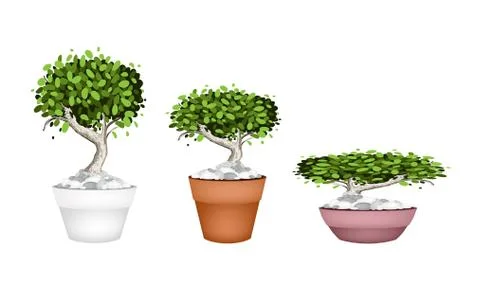 Set of Bonsai Tree in Ceramic Pots Stock Illustration
