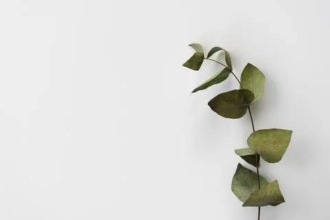 Set botanic Green leaves, eucalyptus branches, isolated on white background. Stock Photos