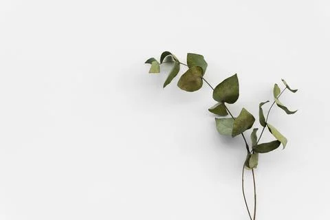 Set botanic Green leaves, eucalyptus branches, isolated on white background. Stock Photos