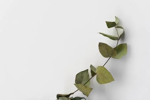Set botanic Green leaves, eucalyptus branches, isolated on white background. Stock Photos