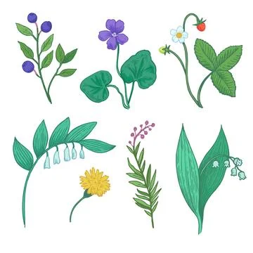 Set of botanical elements. Sketch illustration of wild forest plants, flowe.. Stock Illustration