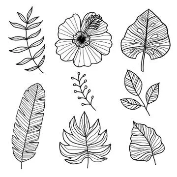 Set of botanical vector illustrations, Hand drawn style Stock Illustration